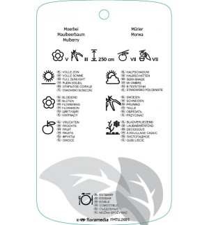 Etichette di Morus alba ‘Pendula’ *