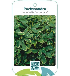 Pachysandra terminalis ‘Variegata’