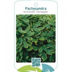 Pachysandra terminalis ‘Variegata’