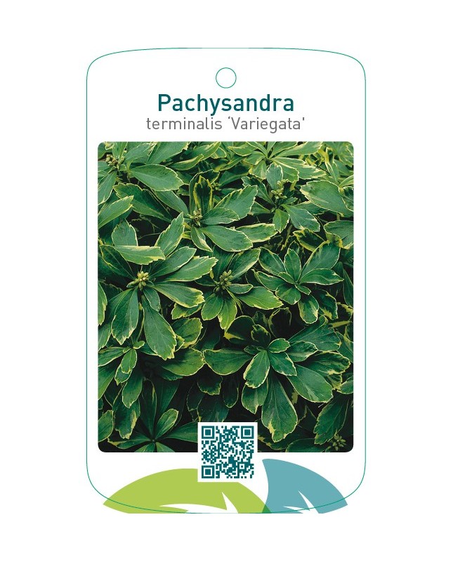 Pachysandra terminalis ‘Variegata’