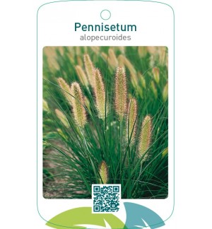 Pennisetum alopecuroides