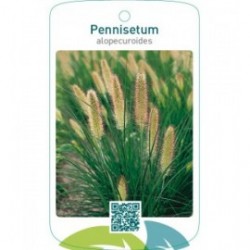 Pennisetum alopecuroides
