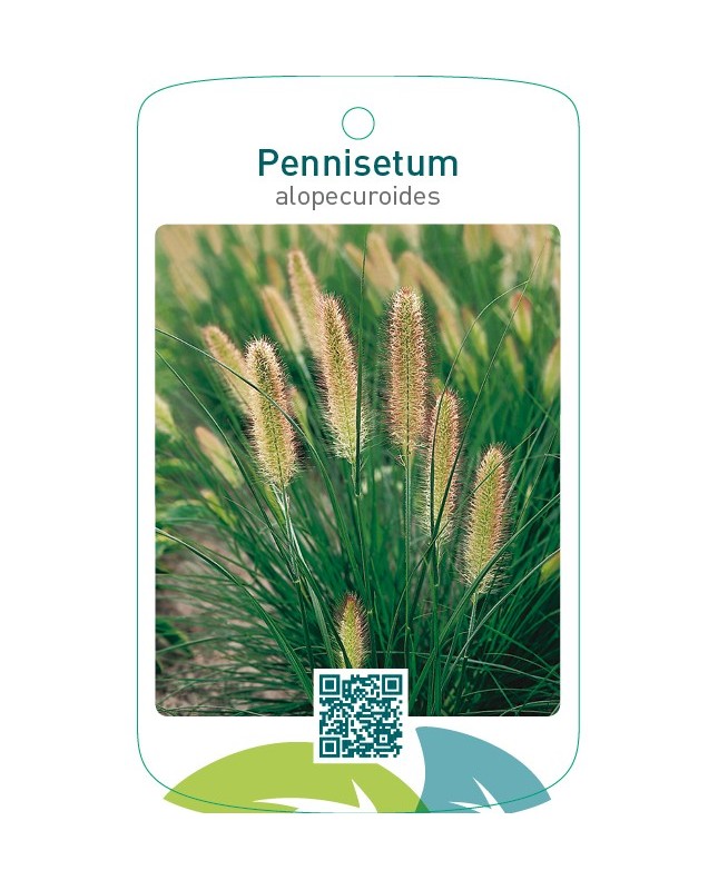 Pennisetum alopecuroides