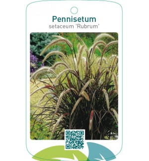 Pennisetum setaceum ‘Rubrum’
