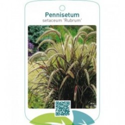 Pennisetum setaceum ‘Rubrum’