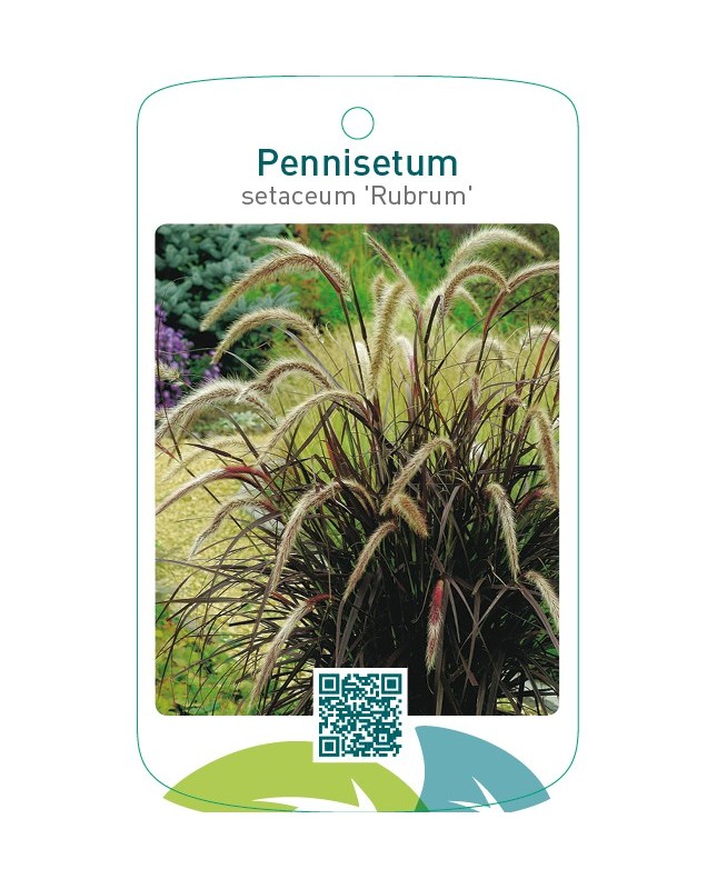Pennisetum setaceum ‘Rubrum’