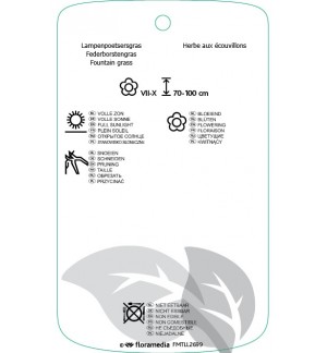 Etichette di Pennisetum setaceum ‘Rubrum’ *