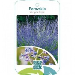 Perovskia atriplicifolia