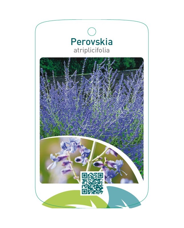 Perovskia atriplicifolia
