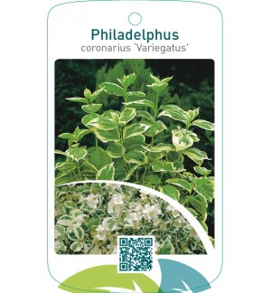 Philadelphus coronarius ‘Variegatus’