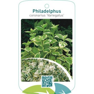 Philadelphus coronarius ‘Variegatus’