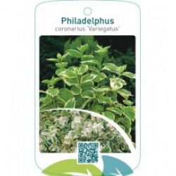 Philadelphus coronarius ‘Variegatus’