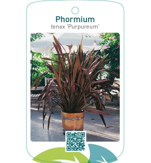 Phormium tenax ‘Purpureum’