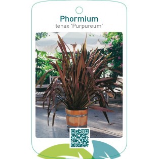 Phormium tenax ‘Purpureum’