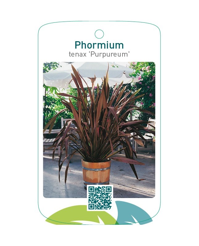 Phormium tenax ‘Purpureum’