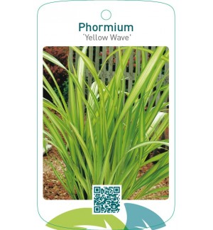 Phormium ‘Yellow Wave’