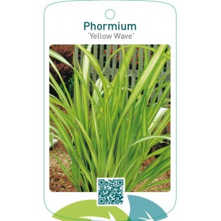 Phormium ‘Yellow Wave’