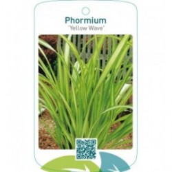 Phormium ‘Yellow Wave’