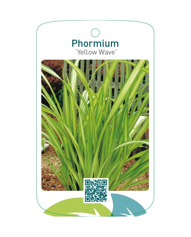 Phormium ‘Yellow Wave’