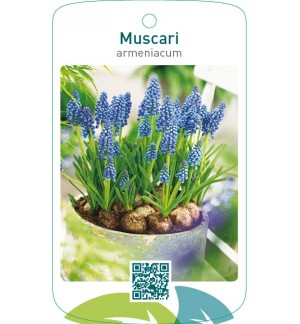 Muscari armeniacum