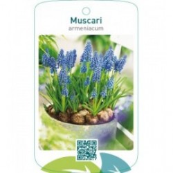 Muscari armeniacum