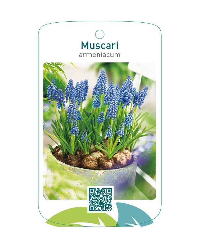 Muscari armeniacum
