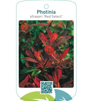 Photinia xfraseri ‘Red Select’