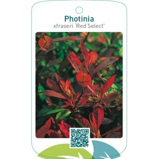 Photinia xfraseri ‘Red Select’