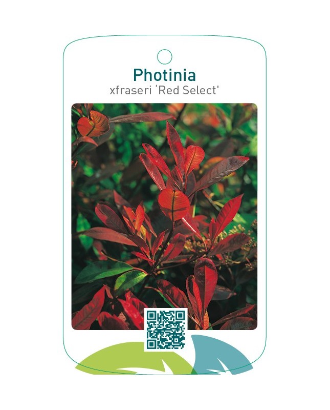 Photinia xfraseri ‘Red Select’