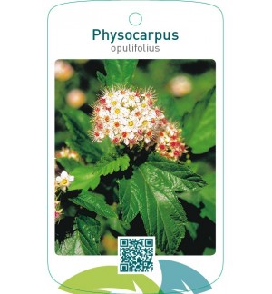 Physocarpus opulifolius