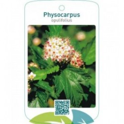 Physocarpus opulifolius