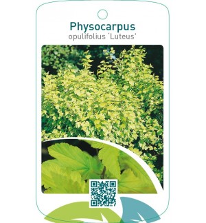Physocarpus opulifolius ‘Luteus’