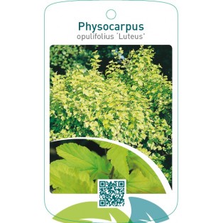 Physocarpus opulifolius ‘Luteus’