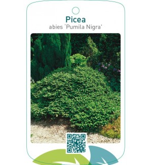 Picea abies ‘Pumila Nigra’