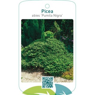Picea abies ‘Pumila Nigra’