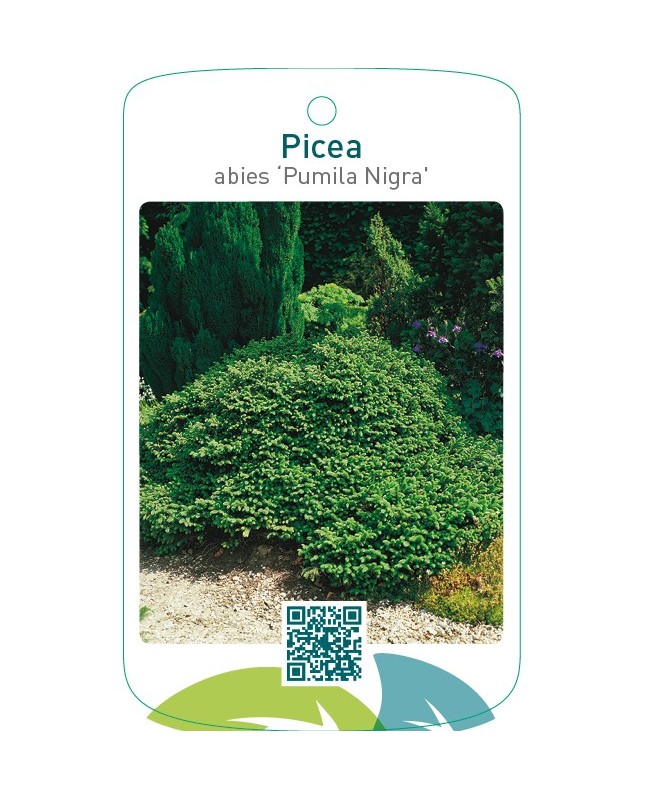 Picea abies ‘Pumila Nigra’
