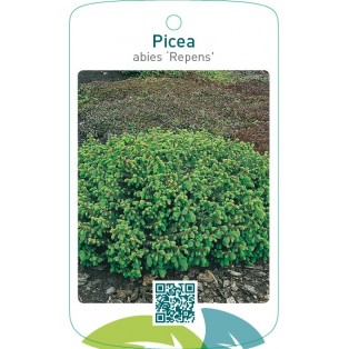 Picea abies ‘Repens’