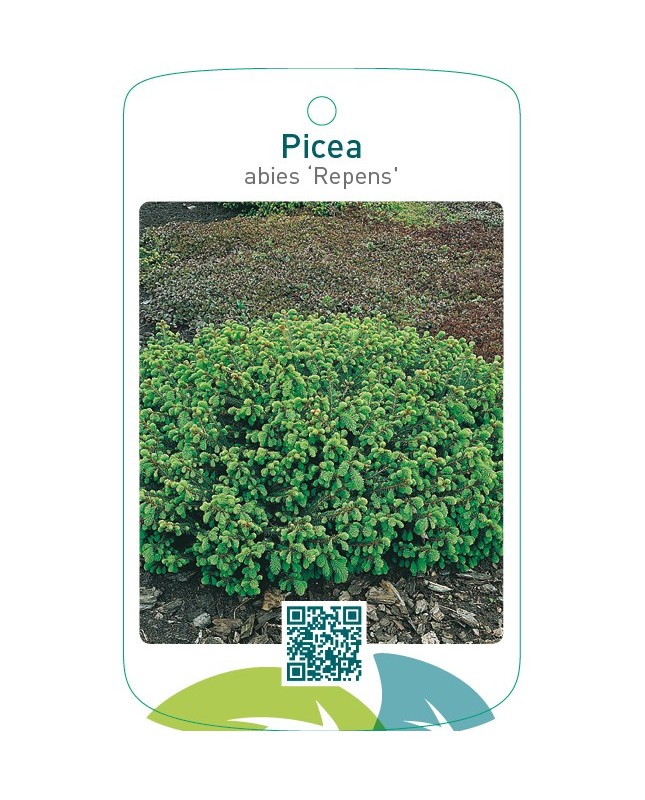 Picea abies ‘Repens’