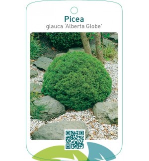 Picea glauca ‘Alberta Globe’