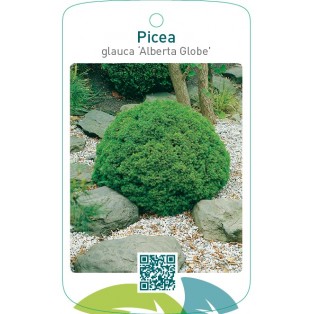 Picea glauca ‘Alberta Globe’