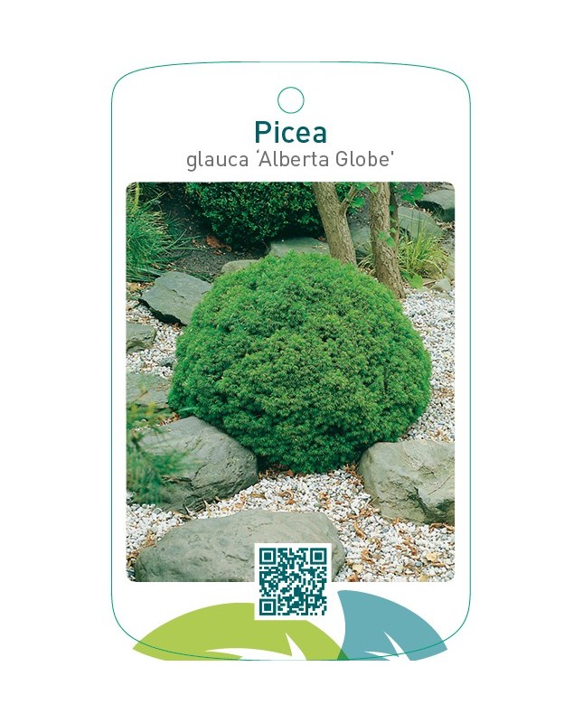 Picea glauca ‘Alberta Globe’