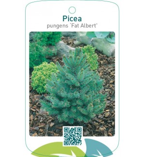 Picea pungens ‘Fat Albert’