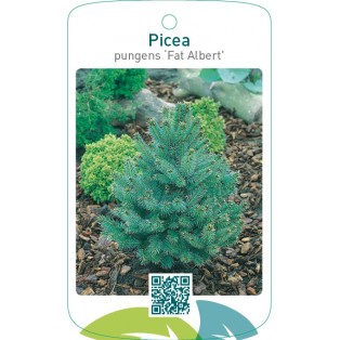 Picea pungens ‘Fat Albert’