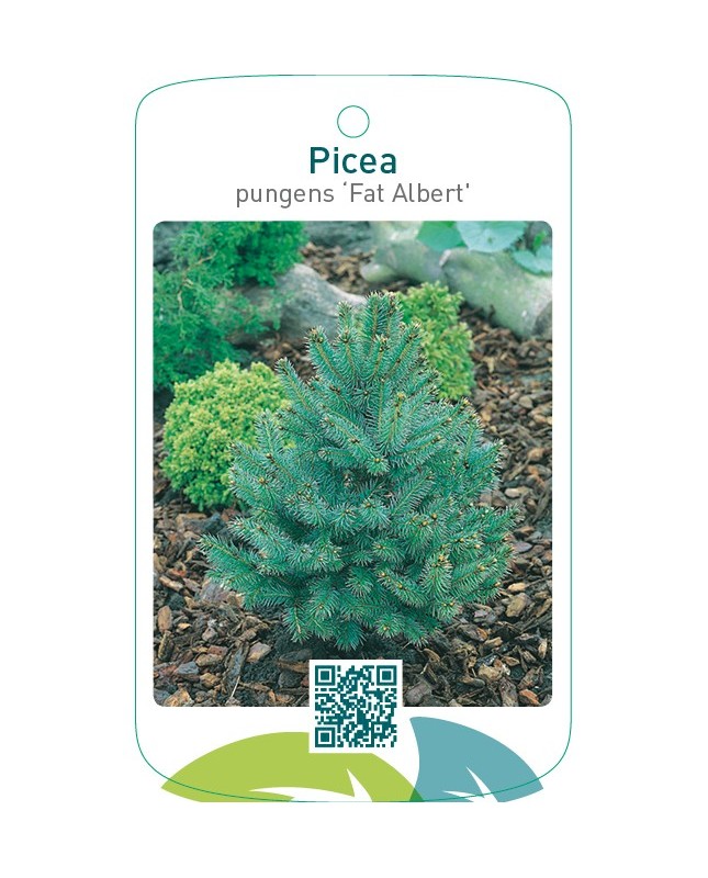 Picea pungens ‘Fat Albert’