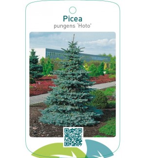 Picea pungens ‘Hoto’