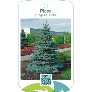 Picea pungens ‘Hoto’