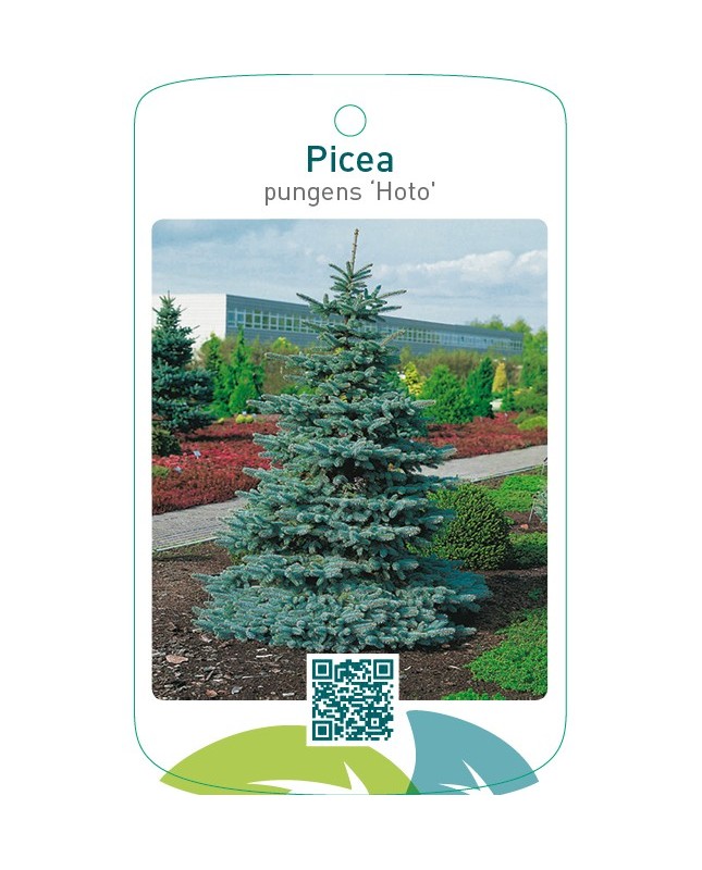 Picea pungens ‘Hoto’