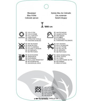 Etichette di Picea pungens ‘Hoto’ *