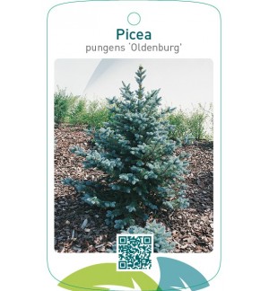 Picea pungens ‘Oldenburg’