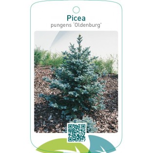 Picea pungens ‘Oldenburg’